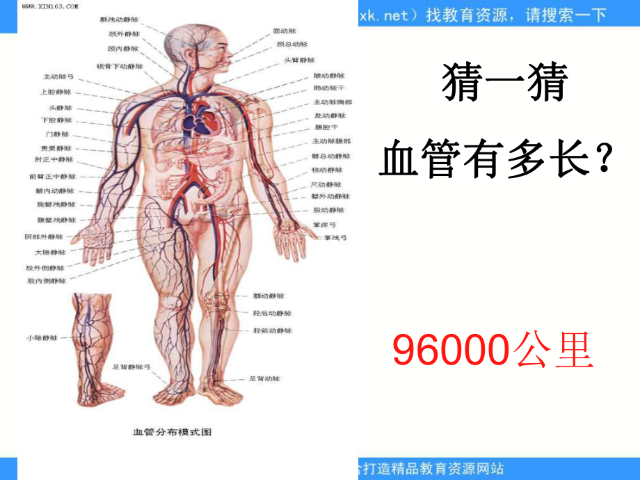 人教版生物七下《流动的组织──血液》ppt课件3（精品）.ppt_第3页