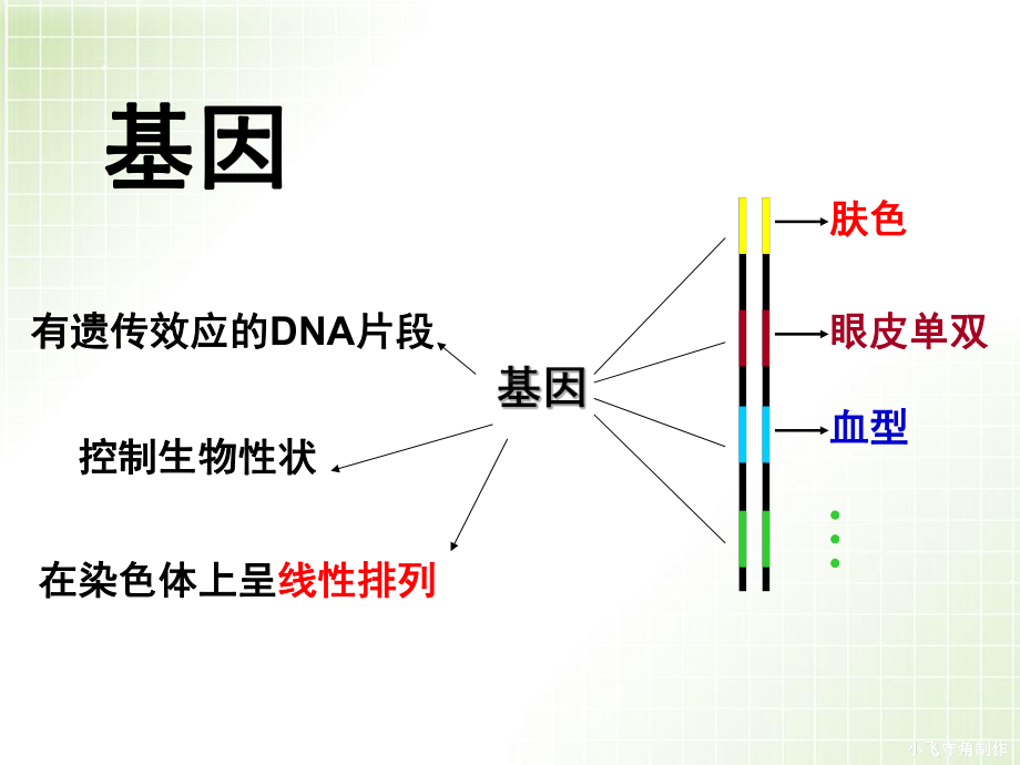 [中学联盟]江西省南昌市湾里区第一中学人教版生物必修二4.1基因指导蛋白质的合成 课件 （共60张PPT）.ppt_第3页