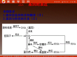 高一生物：第三章《第四节 遗传信息的表达-RNA和蛋白质的合成》课件3（浙教版必修2）.ppt