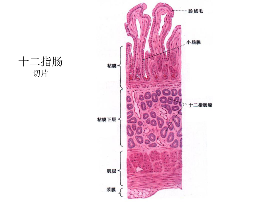 组织胚胎学切片复习-PPT课件.ppt_第3页