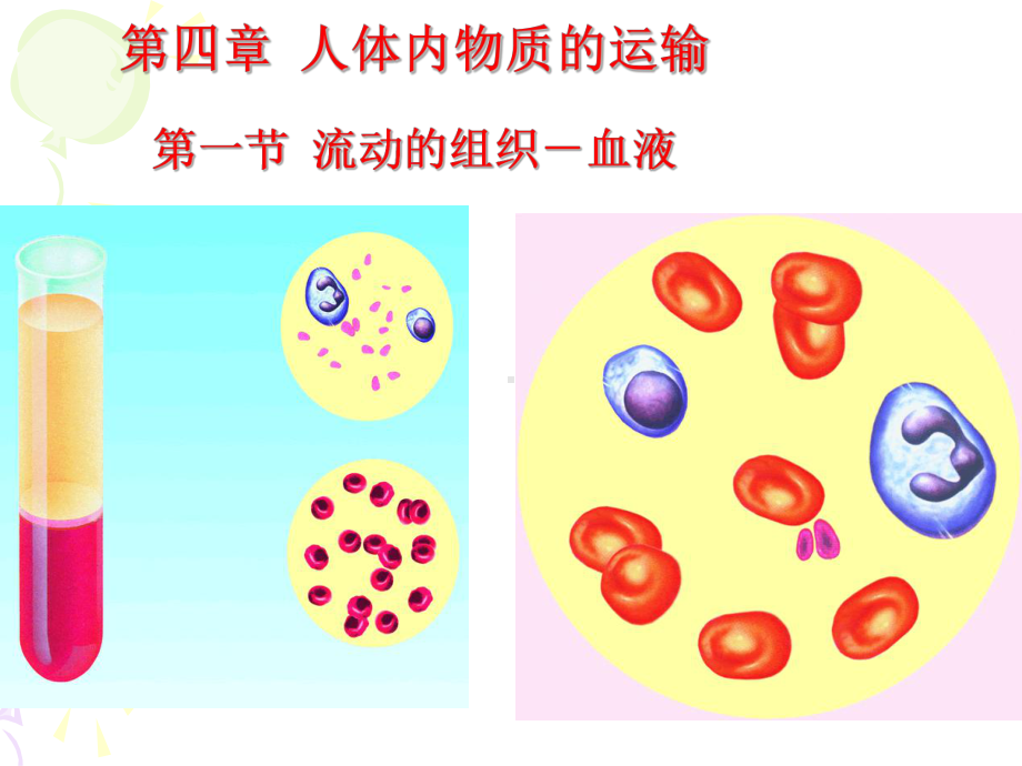 初中生物七年级下册《第一节流动的组织-血液》PPT课件.ppt_第1页