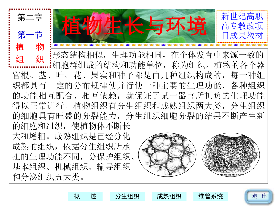 （农学课件）02 植物组织和器官1.ppt_第3页