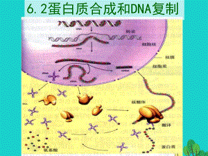 2017高中生物 第二册 第6章 遗传住处的传递和表达 6.2 DNA复制和蛋白质合成课件3 沪科版.ppt