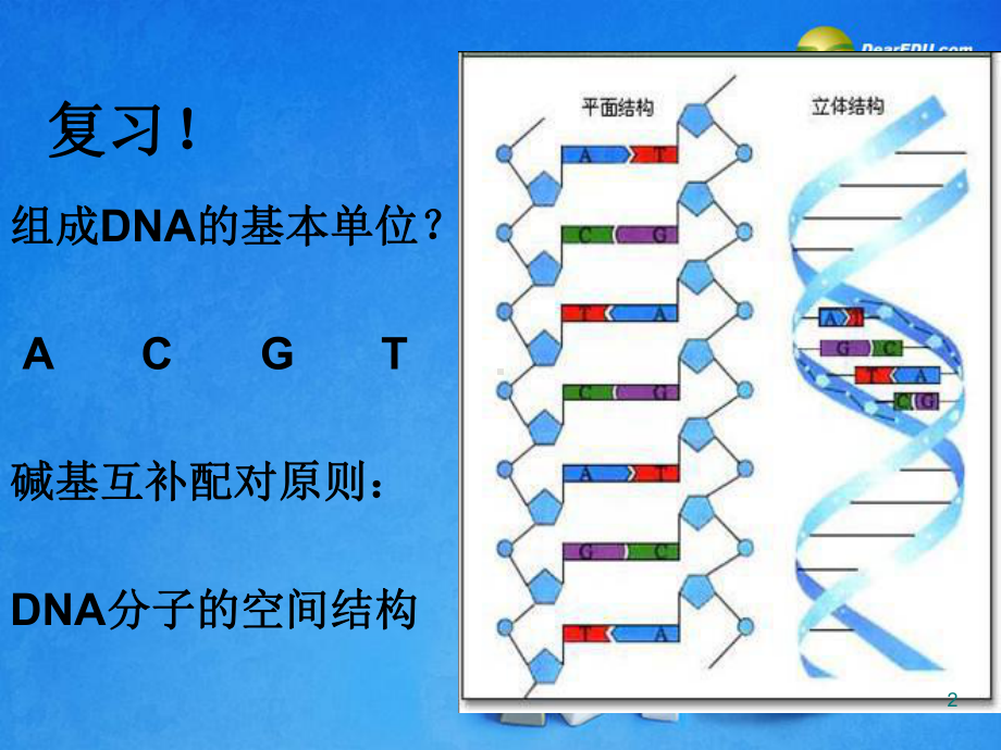 高中生物 第三章 第二节 DNA的复制和蛋白质合成课件 新人教版.ppt_第2页