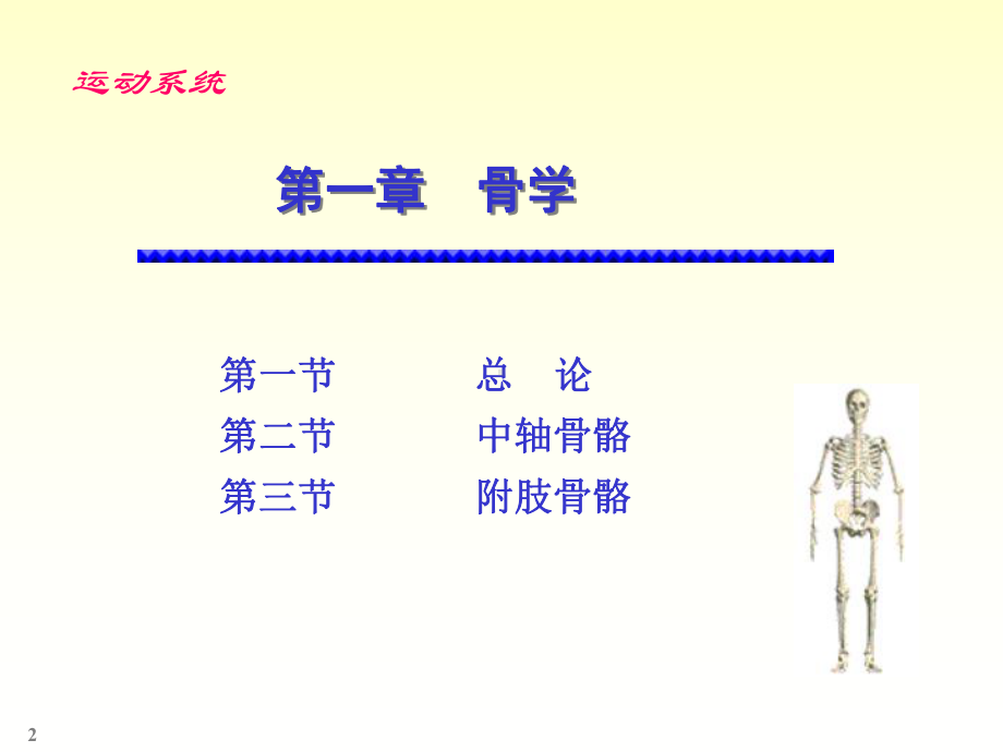 2运动系统第一章骨学4-PPT课件.ppt_第2页