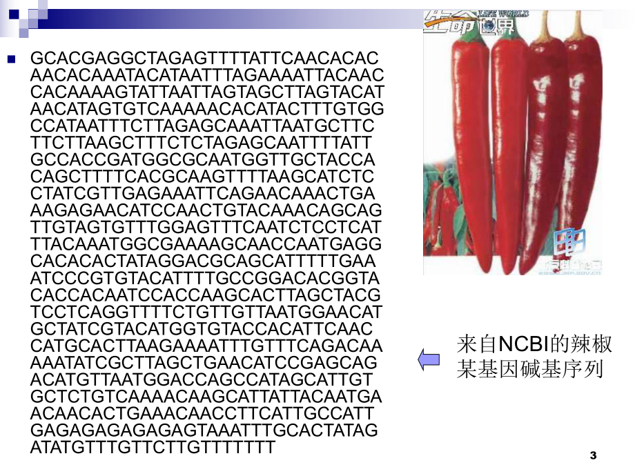 人教版教学课件2010年浙江省生物培训课件： 遗传信息的表达—RNA和蛋白质的合成ppt.ppt_第3页