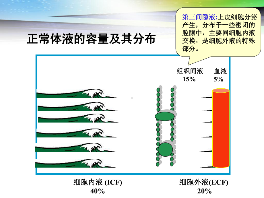 第七篇章-水电解质紊乱课件.ppt_第3页