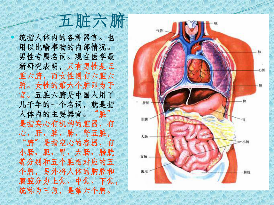 人体器官讲解ppt课件.ppt_第2页