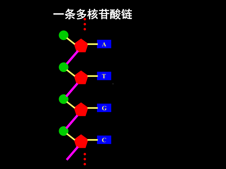 《6 遗传信息的传递和表达-第2节 DNA 复制和蛋白质合成课件》高中生物沪科版高中第二册2303.ppt.ppt_第2页