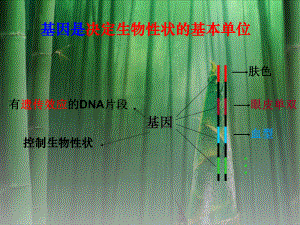 高中生物必修2遗传与进化《第1节基因指导蛋白质的合成》PPT课件(11)(1).ppt