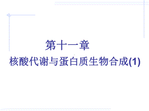 复旦大学生物化学课件第5版核酸代谢与蛋白质生物合成(1).ppt