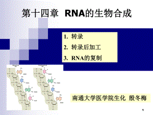 RNA的生物合成2009课件.ppt