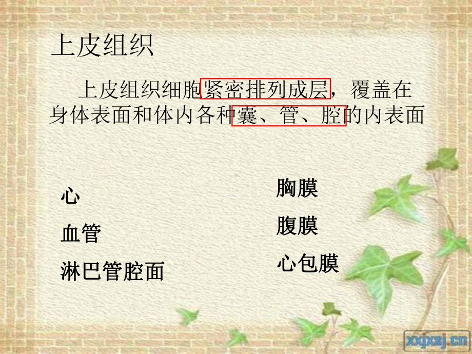 我的组织课件.ppt_第2页