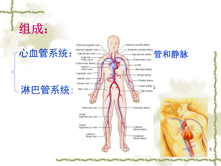 组织学与胚胎学 循环系统 PPT课件.ppt.ppt_第3页