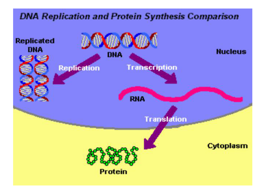 生物化学课件第十二章 DNA的生物合成.ppt_第3页