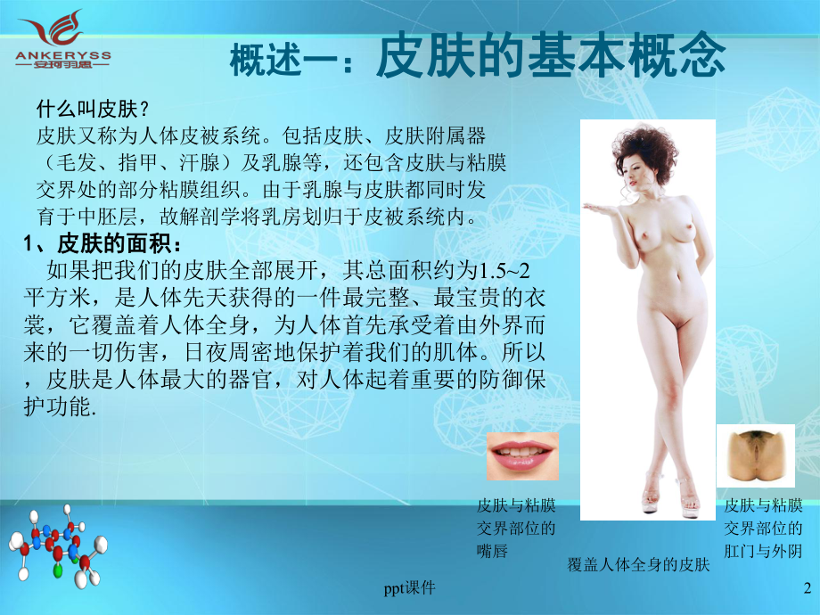 皮肤基本结构与生理功能-ppt课件.ppt_第2页