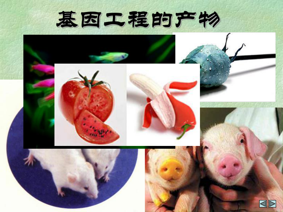 广东生物：《DNA重组技术的基本工具》课件(新人教选修3).ppt.ppt_第3页