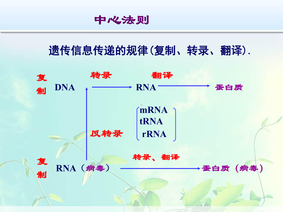 2017-11核酸合成代谢-PPT课件.ppt_第3页