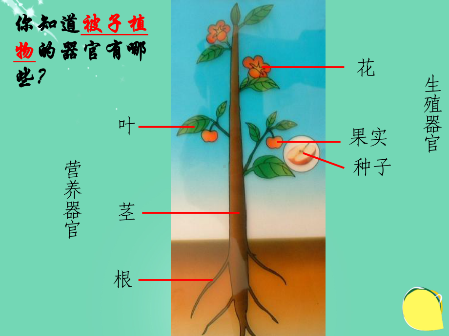 2016秋七年级科学上册 4.3《组织、器官和系统》课件2 （新版）华东师大版.ppt_第2页