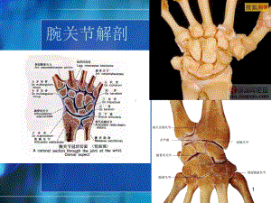 腕关节解剖PPT课件.ppt