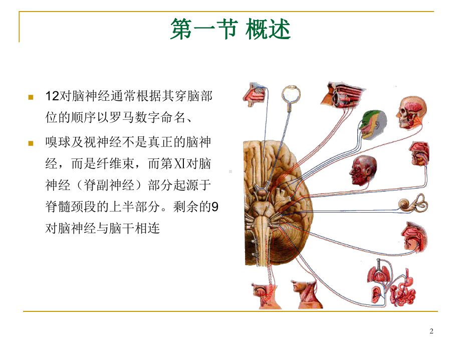 脑神经PPT课件.ppt_第2页