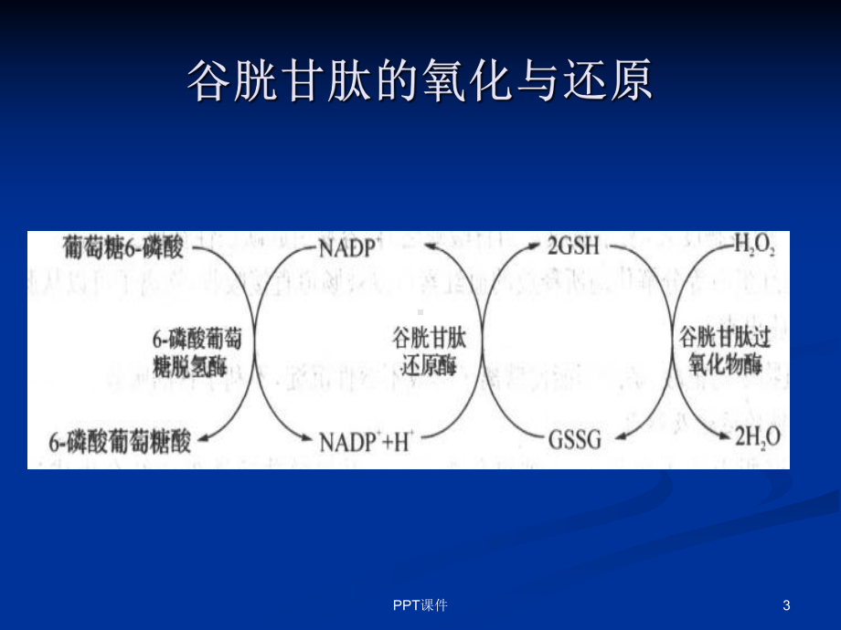 谷胱甘肽(GSH)的介绍-ppt课件.ppt_第3页