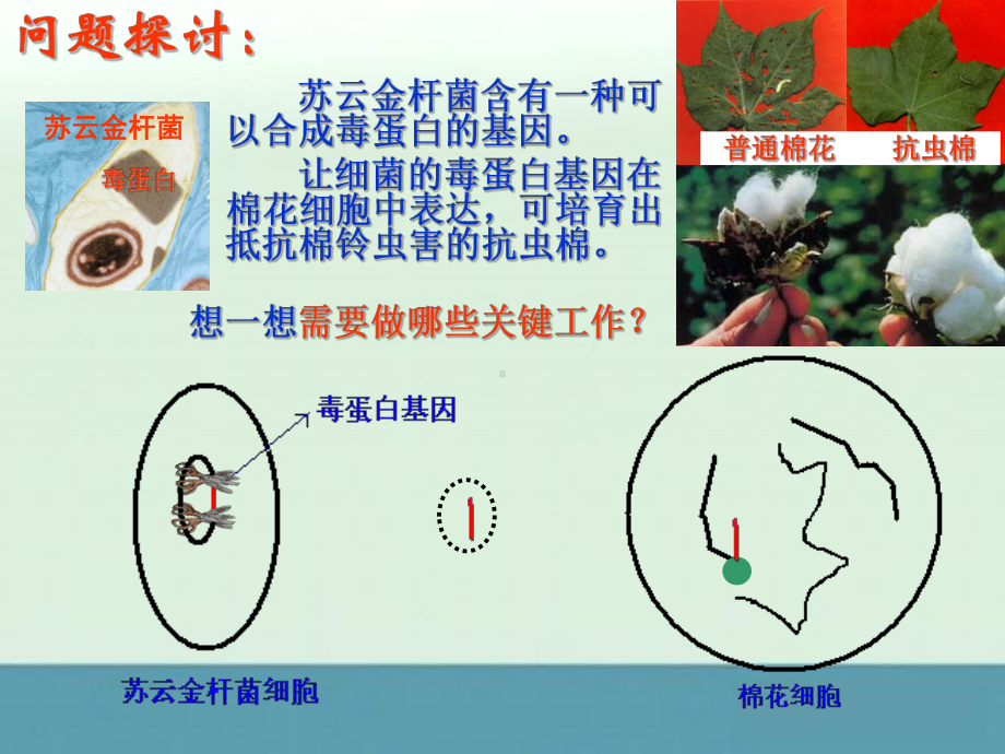 《DNA重组技术的基本工具》课件七（23张PPT）（人教版选修3）.ppt_第3页