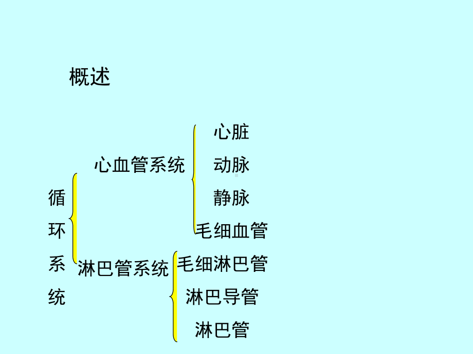 组织胚胎学课件循环系统.ppt_第2页