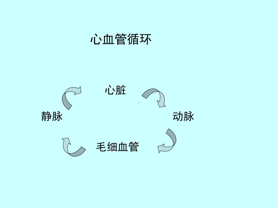 组织胚胎学课件循环系统.ppt_第3页