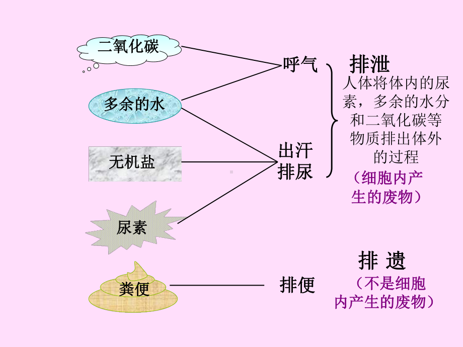 尿的形成和排出-PPT课件.ppt_第2页