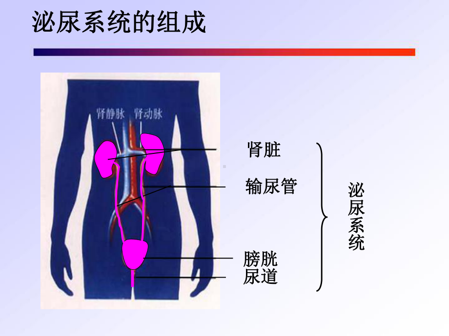 尿的形成和排出-PPT课件.ppt_第3页