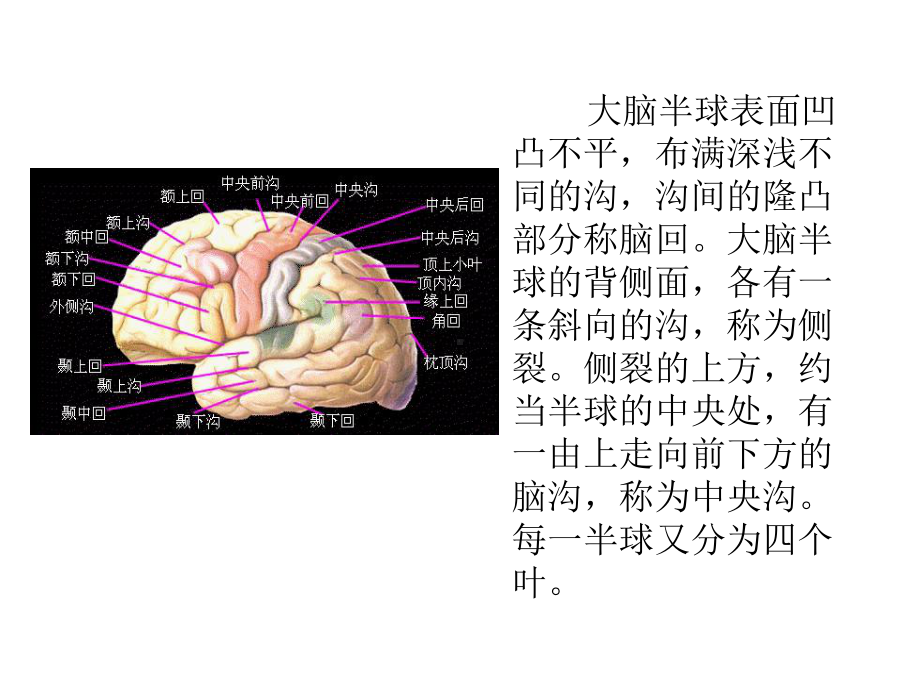 大脑半球的结构与功能 ppt课件.ppt_第2页