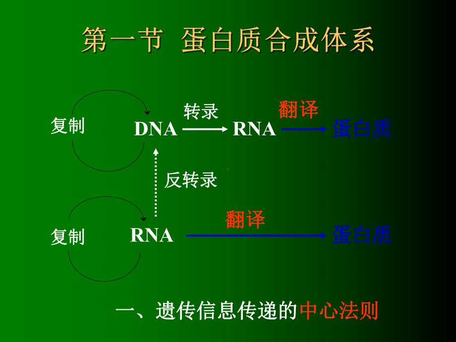 14.Chapter14 蛋白质的生物合成-PPT课件.ppt_第2页