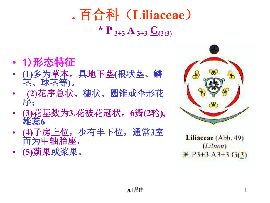 百合科-ppt课件.ppt_第1页