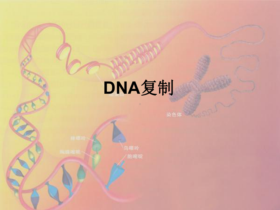 《6 遗传信息的传递和表达-第2节 DNA 复制和蛋白质合成课件》高中生物沪科版高中第二册2258.ppt.ppt_第1页