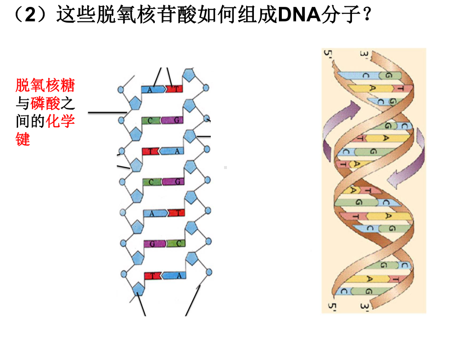 《6 遗传信息的传递和表达-第2节 DNA 复制和蛋白质合成课件》高中生物沪科版高中第二册2258.ppt.ppt_第3页