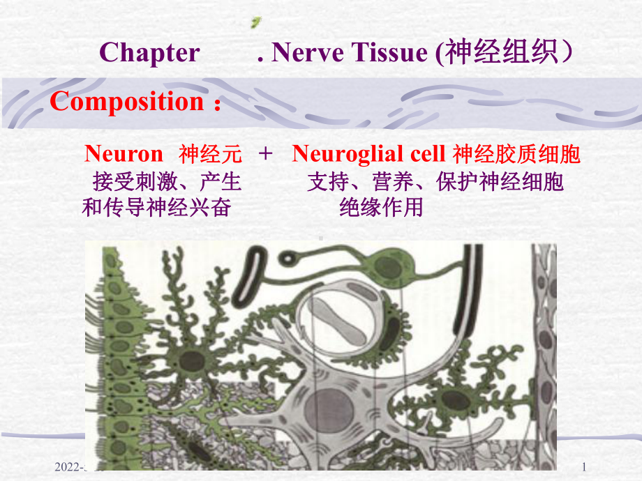 （组织学与胚胎学课件）神经组织.ppt_第1页