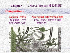 （组织学与胚胎学课件）神经组织.ppt