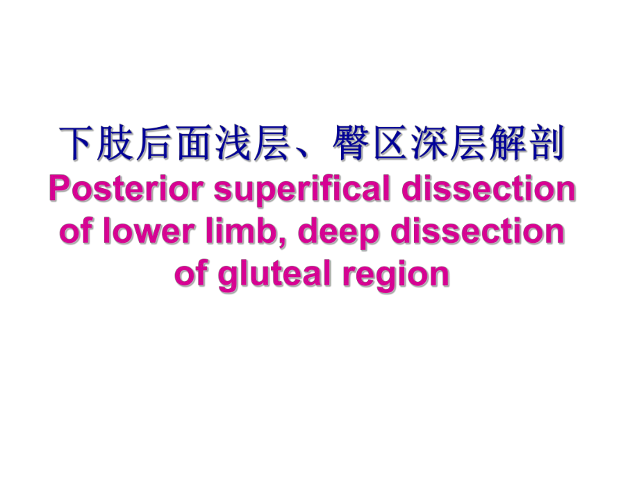 （解剖学课件）下肢后面浅层、臀区深层.ppt_第1页