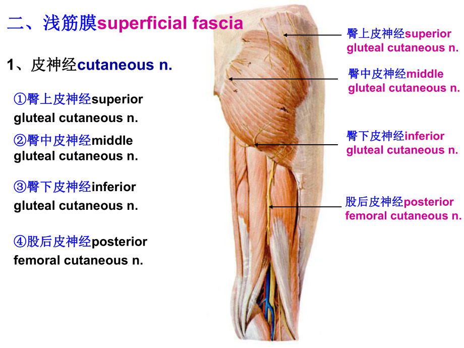 （解剖学课件）下肢后面浅层、臀区深层.ppt_第3页