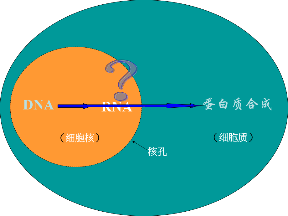 （备课参考）高中生物必修2课件：41 基因指导蛋白质的合成（共27张PPT）.ppt_第3页