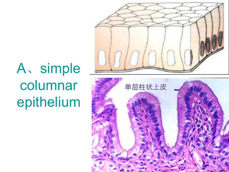 组织胚胎学切片复习(上) PPT课件.ppt.ppt_第1页