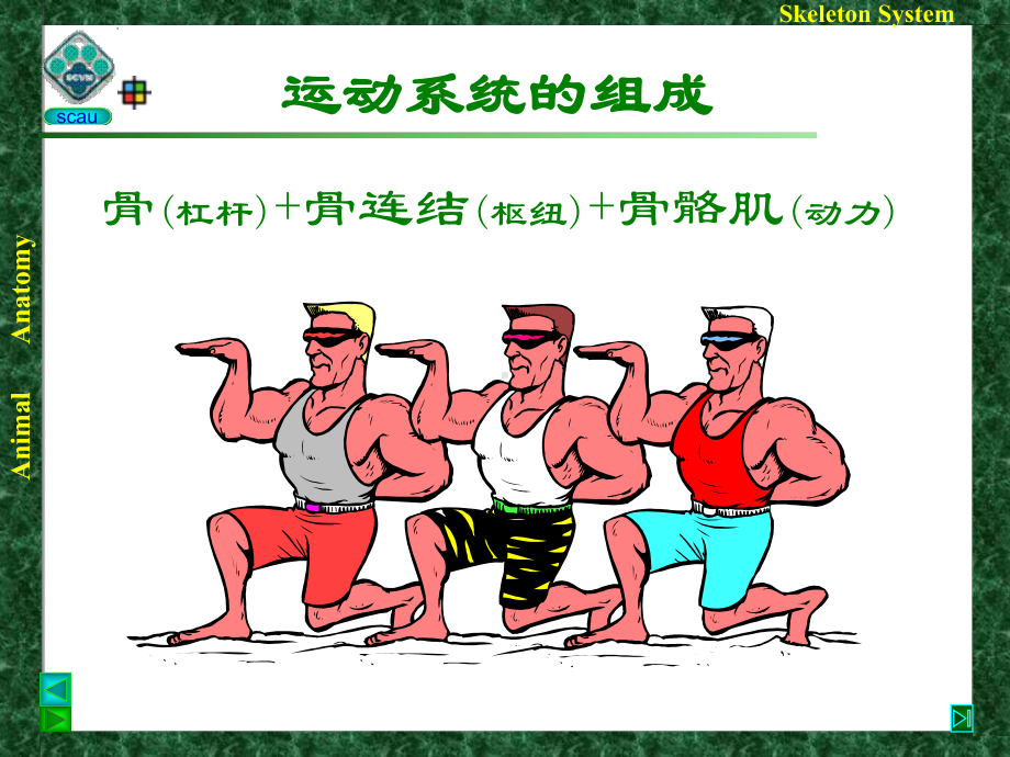 兽医组织胚胎学-运动系统PPT课件.ppt_第2页