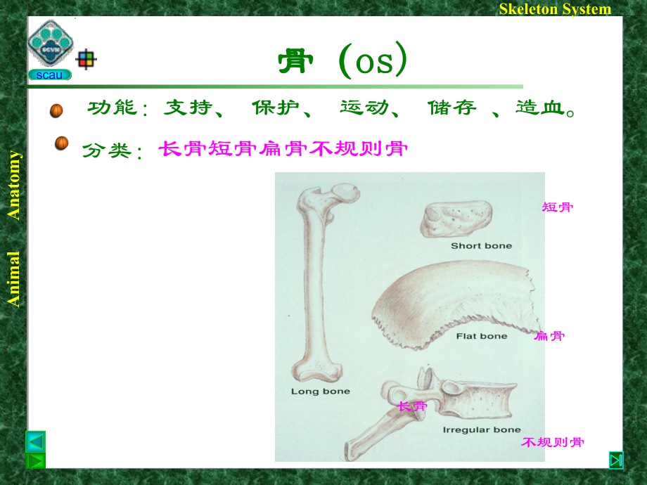 兽医组织胚胎学-运动系统PPT课件.ppt_第3页