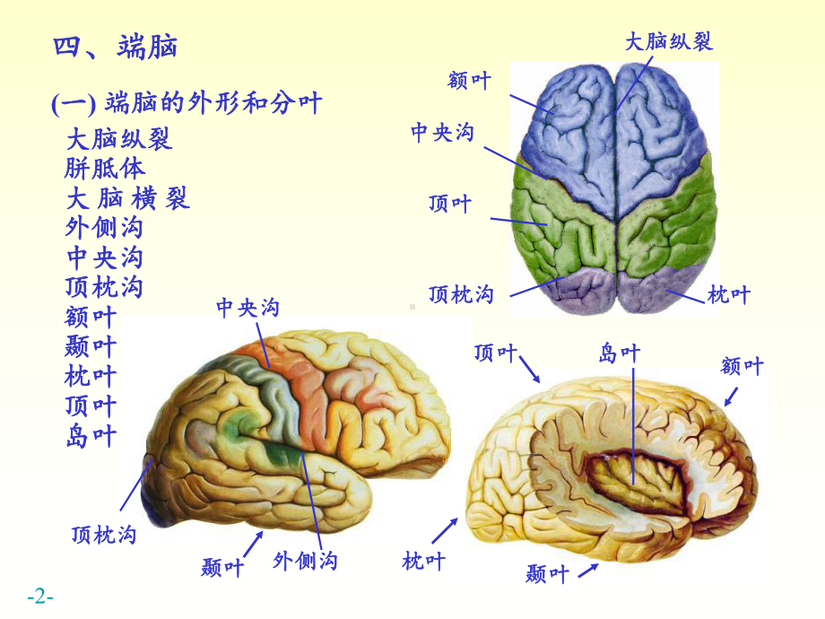 脑解剖-ppt课件.ppt_第2页