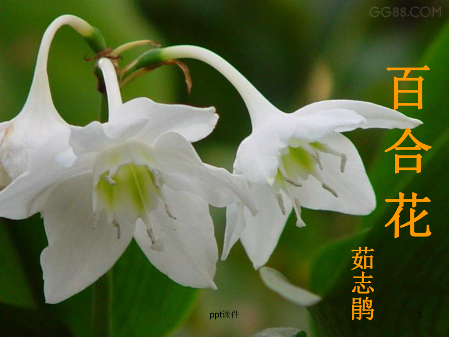 短篇小说百合花茹志鹃-ppt课件.ppt_第1页