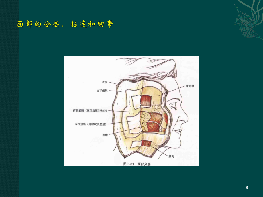 面部相关解剖学PPT课件.ppt_第3页