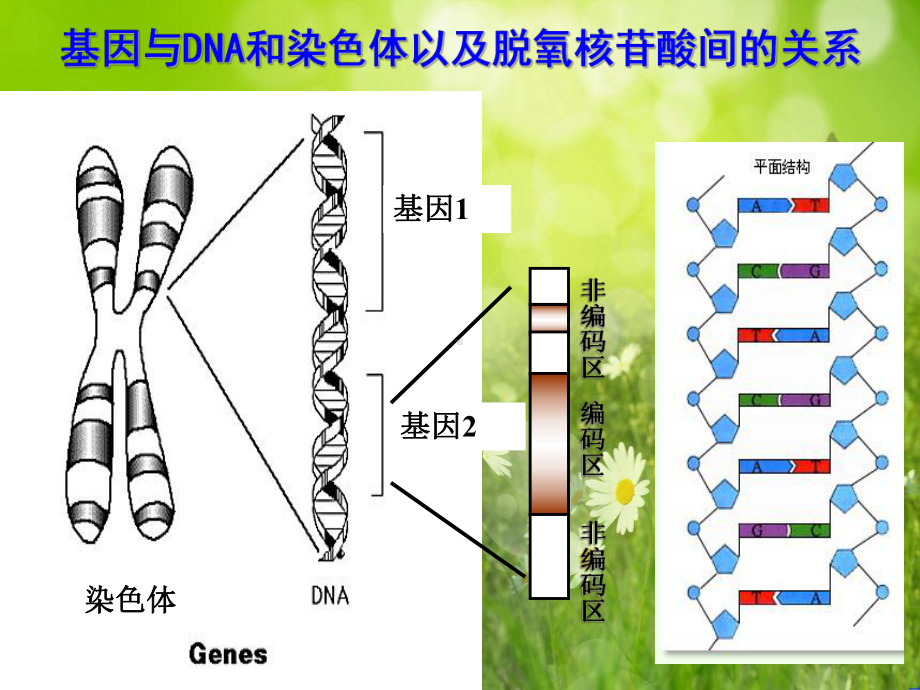 高一生物：第三章《第四节 遗传信息的表达-RNA和蛋白质的合成》课件19（浙教版必修2）.ppt_第3页