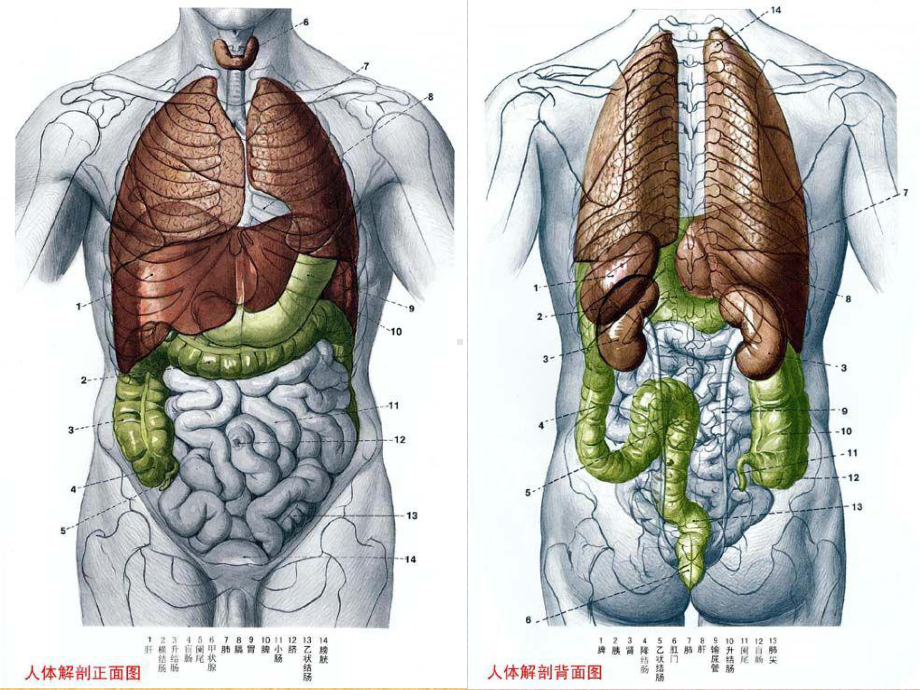 1运动系统40693 ppt课件.ppt_第2页