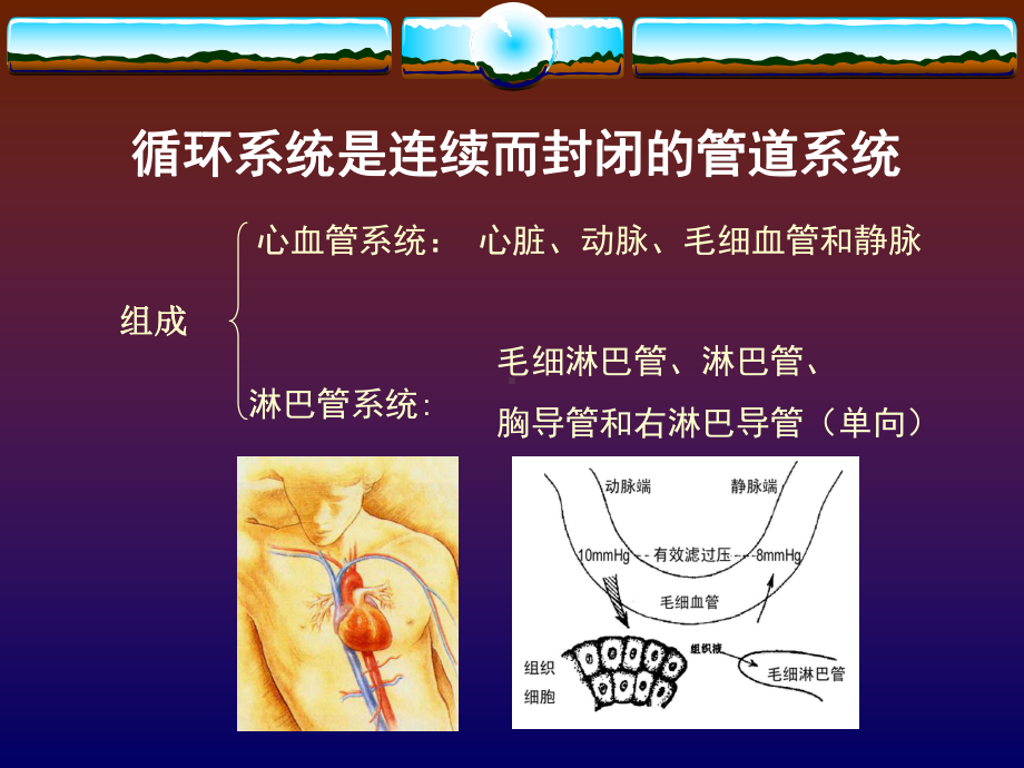 邓成国-组织胚胎学课件 循环系统kqz.ppt_第3页